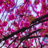 ΕΥΧΕΣ ΕΡΓΑΣΤΗΡΙΟΥ ΙΤΑΛΙΚΗΣ ΙΣΤΟΡΙΑΣ ΚΑΙ ΙΣΤΟΡΙΟΓΡΑΦΙΑΣ ΤΙΓΦ